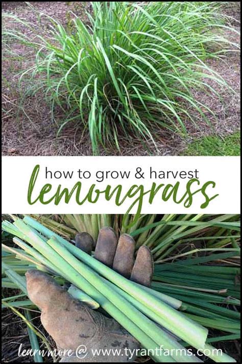 Complete Guide How To Grow Lemongrass Tyrant Farms