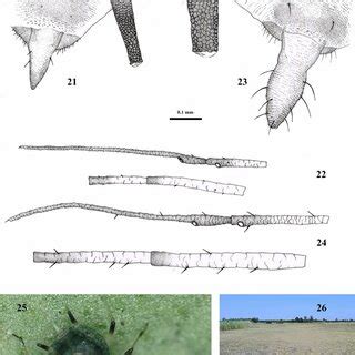 Distinctive characters, habitus and habitat of Aphis (Aphis ...