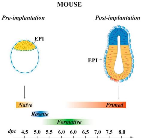 Pluripotency Encyclopedia Mdpi