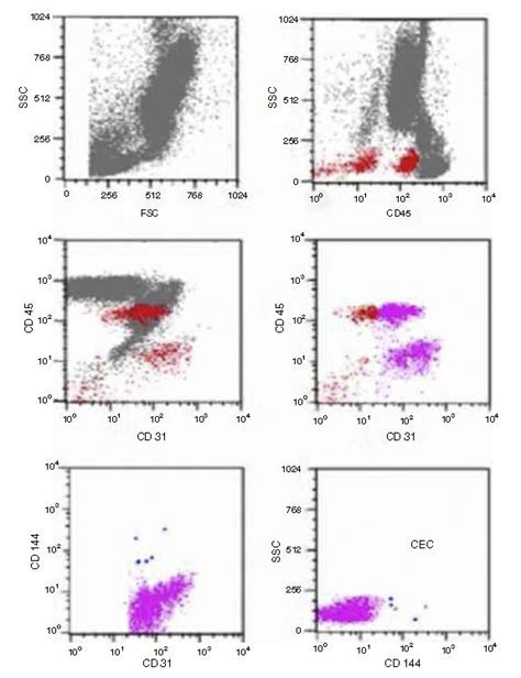 SciELO Brasil CD144 CD146 And VEGFR 2 Properly Identify