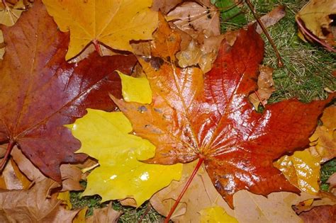 Imagen gratis árbol hoja seca naturaleza roble otoño follaje