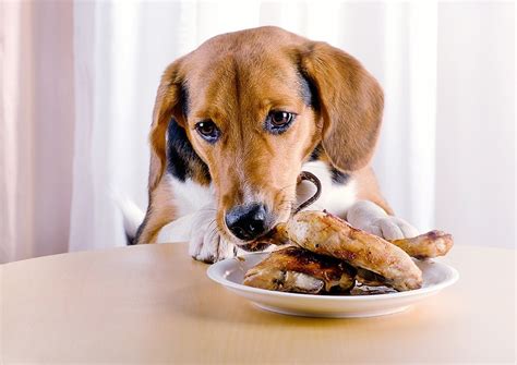 Can Dogs Eat Fried Chicken What You Need To Know Hepper