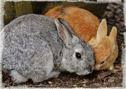 Pourquoi Mon Lapin Tape De La Patte Petits Compagnons