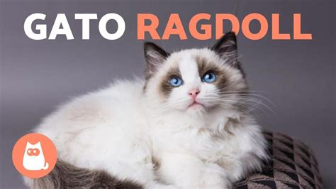 RAZA de GATO RAGDOLL Características Cuidados y Origen YouTube