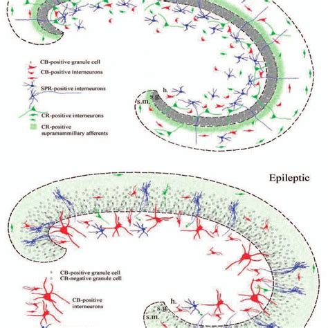 Schematic Showing The Hippocampal Synaptic Reorganisation Compared