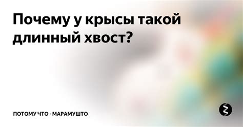Почему у крысы такой длинный хвост? | Потому что - марамушто | Дзен