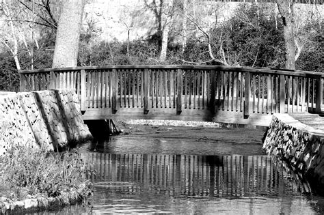 Wallpaper Water Reflection Tree Nature Black And White Bayou