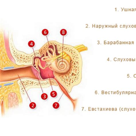 Причины отита и его профилактика