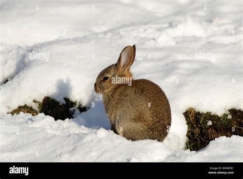 Oryctolagus Cuniculus Stillstehender Sitzender Brite England England