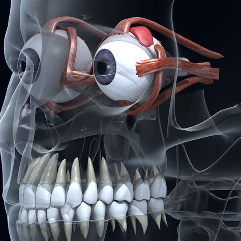 3d Skull Anatomy Model