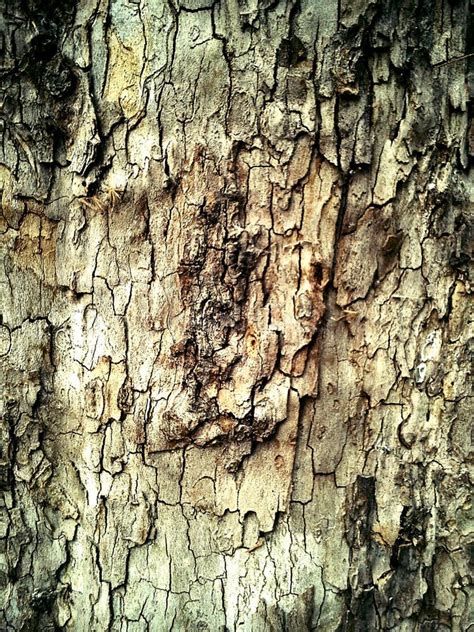 Bark Of Tree In The Forest Brown And Beige Colors In An Exfoliating