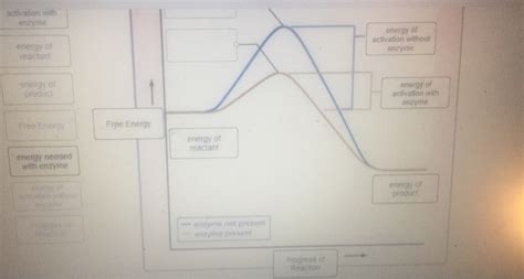 Solved Label The Figure Below To Investigate The Effects Of