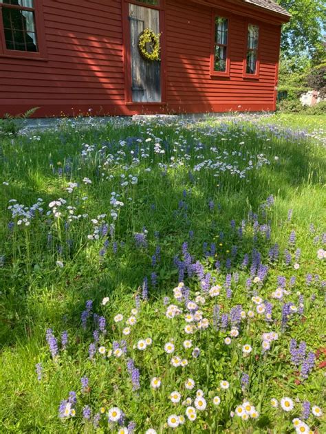 Wildflower Front Yard Front Yard Outdoor Structures Outdoor