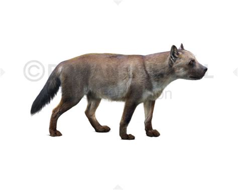 Borophagus diversidens image buy Uchytel