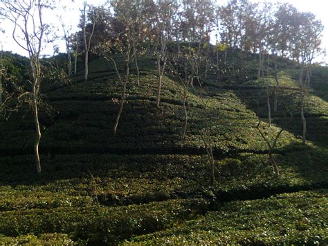 Srimangal Tea Garden | Travel Blog