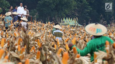 Pupuk Indonesia Dongkrak Produktifitas Jagung Lewat Program Agro