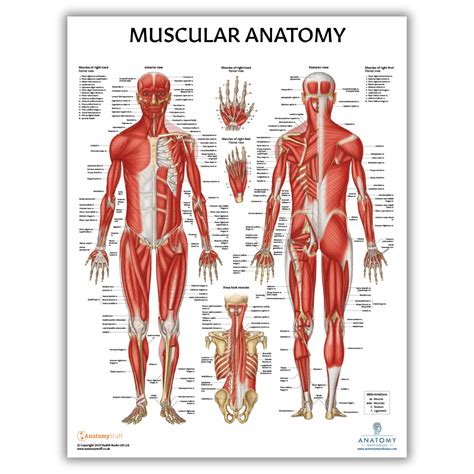 Buy Muscular System Anatomical Chart, LAMINATED, Anatomy and Physiology ...