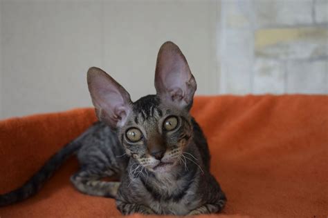 Cornish Rex Kittens - Briarwood Exotic Cats ~~ Washington DC's Premier ...