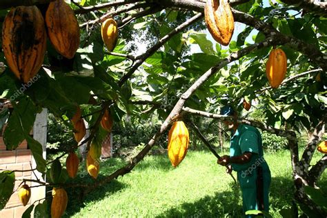 Ilheus Bahia Brasil 21 De Noviembre De 2011 Empleado De Una Finca