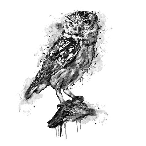 Black and White Burrowing Owl Painting by Marian Voicu - Fine Art America