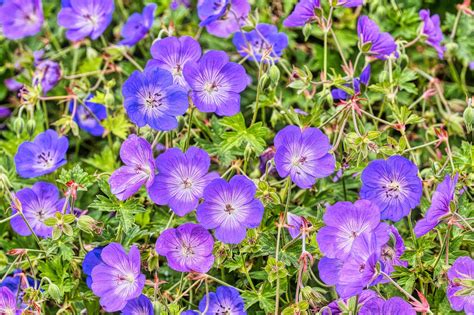 Cranesbill Flower Plant - Free photo on Pixabay - Pixabay