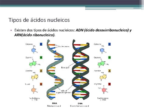 Cidos Nucleicos Caractersticas Generales De Los Cidos Nucleicos