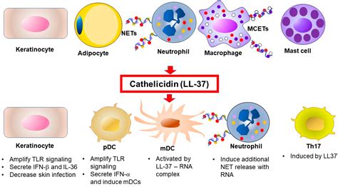 IJMS Free Full Text Psoriasis And Antimicrobial Peptides