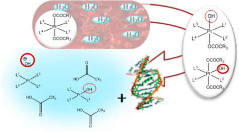 铂（iv）前药水解惰性的研究inorganic Chemistry X Mol