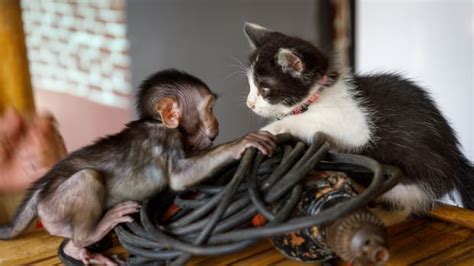 Orphaned Baby Monkey's Friendship with Rescue Kitten Is Warming People's Hearts - Parade Pets