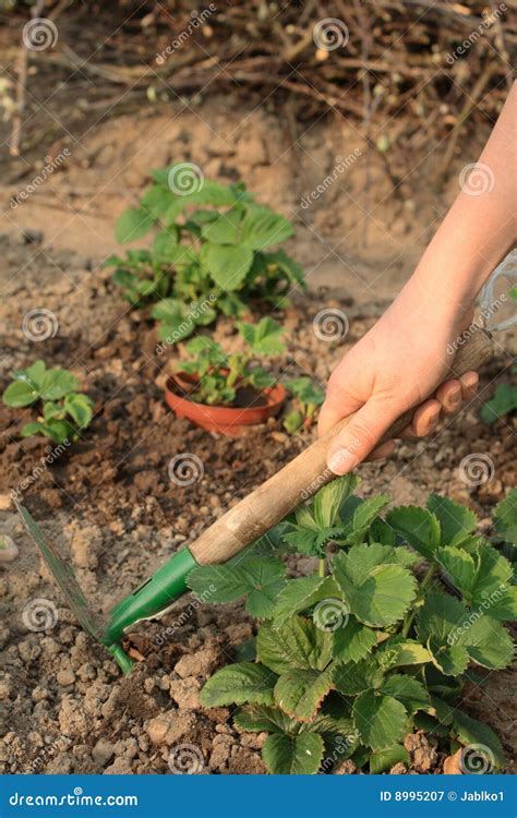 Het Tuinieren Stock Afbeelding Image Of Zorg Aarde Lente