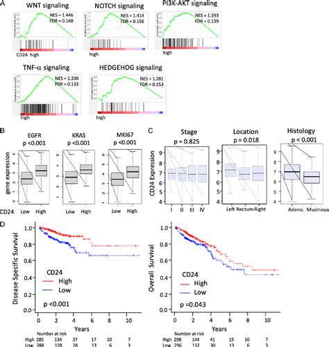 Figure 1 From Clinical Relevance Of Stem Cell Surface Markers Cd133 Cd24 And Cd44 In