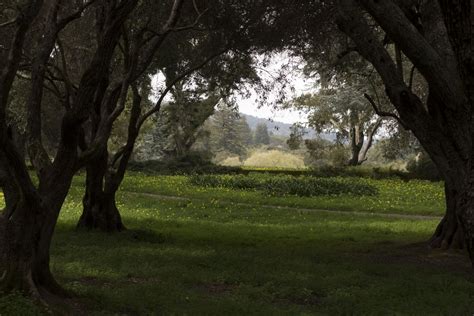 Free Images Landscape Tree Nature Branch Cloud Sky Field