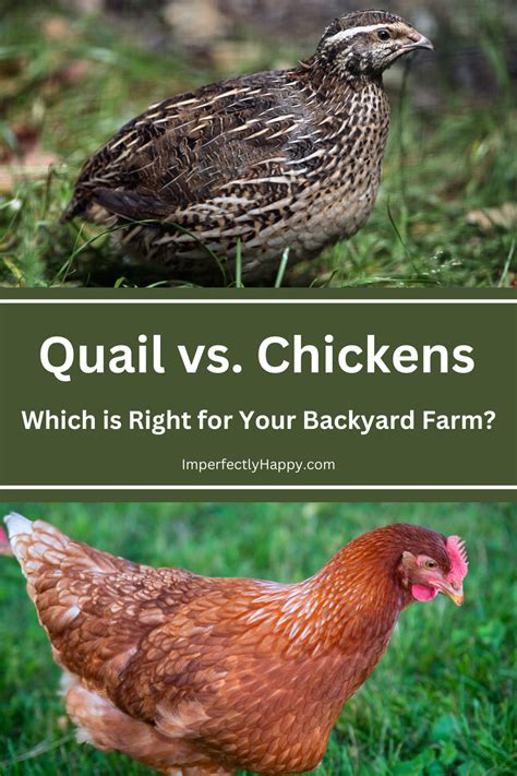 Raising Quail Vs Chickens A Backyard Farmer S Guide The Imperfectly