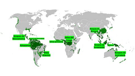 Principales Bosques Tropicales Del Mundo Saber Es Pr Ctico