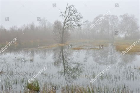 High Moor Autumn Bargerveen Drenthe Netherlands Editorial Stock Photo