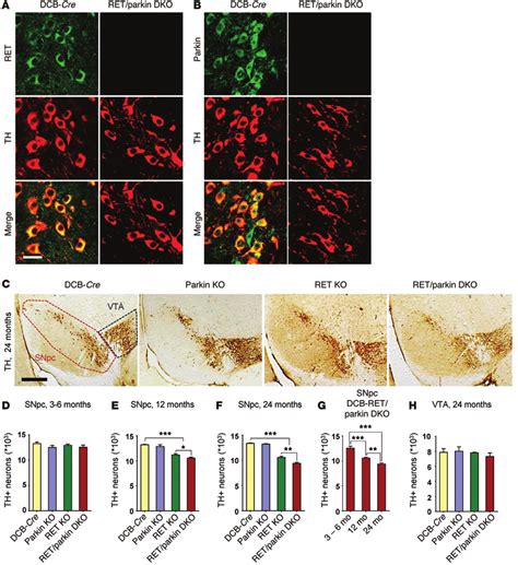 Late Onset And Snpc Specific Degeneration Of Da Neurons In Mice Lacking