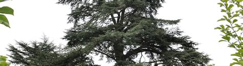 Le Cèdre Du Liban Klorane Botanical Foundation