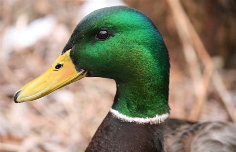 Mallard Male In Profile Bonnie Shulman Flickr