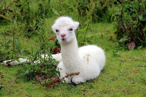 900 Alpaca Pictures And Photos In HD Pixabay