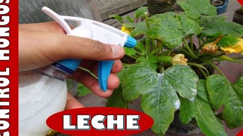 Gu A Completa C Mo Hacer Fungicidas Caseros Para Cuidar Tus Plantas De