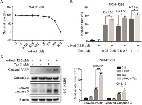 Figure 5 From The Novel Autophagy Inhibitor Alpha Hederin Promoted