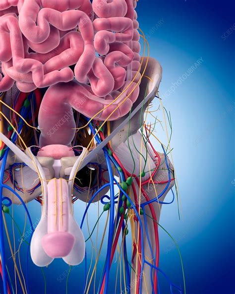 Mens Anatomy Diagram