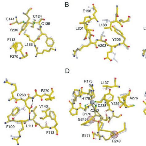 The Structure Of P53 Core Domain Quadruple Mutant Download Scientific Diagram