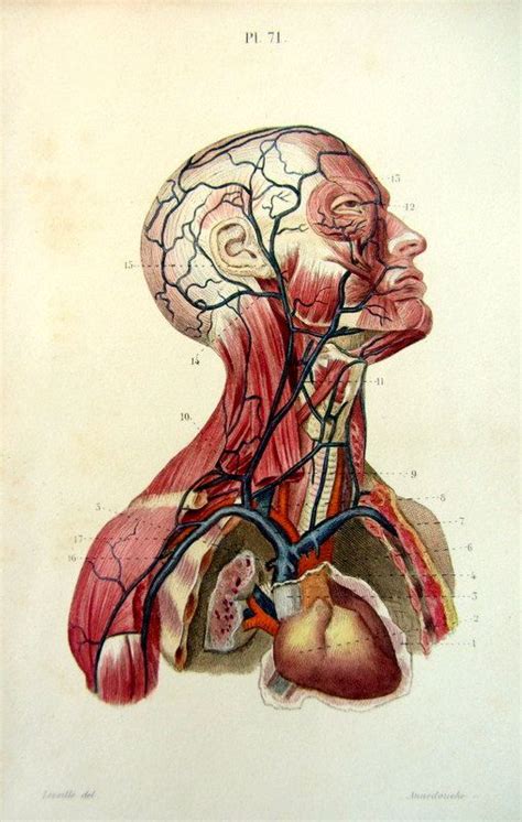 Vintage Human Head Anatomy Print By Lyranebulaprints On Etsy