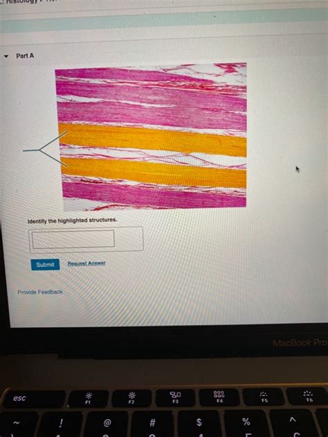 Solved Part A Identify The Highlighted Structures Submit Chegg