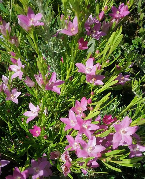 Crowea Exalata In 68mm Super Tube Trigg Plants