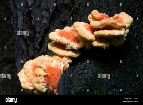 Sulphur Shelf Mushroom, Fungus, Laetiporus sulphureus Autumn, E USA ...