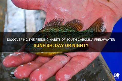 Discovering The Feeding Habits Of South Carolina Freshwater Sunfish