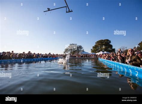 Dock Dogs jumping competition in Charleston, South Carolina. Dogs can ...