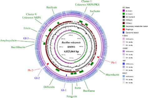 The Complete Genome Map Of B Velezensis DMW1 With Its Genomic